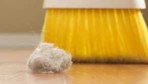 Nebezpečné spolužitie alebo ako sa zbaviť kliešťov na prach